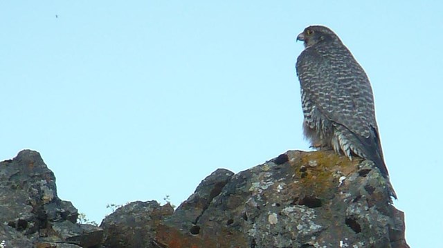 Large brown bird sits on a cliff