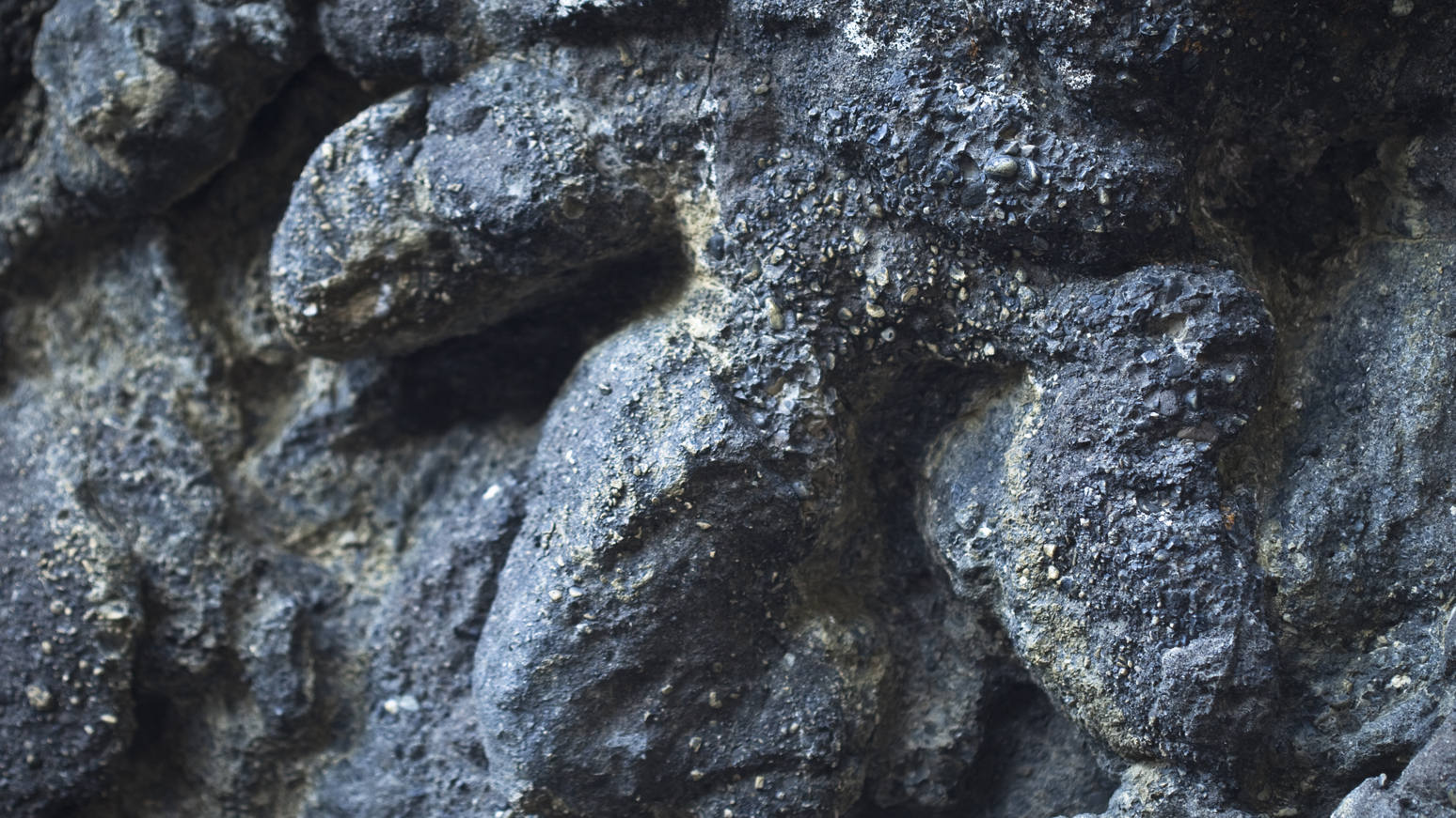 a close up of a three-toed theropod track