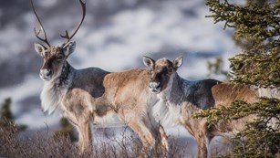 2 caribou in the snow look towards the camera 