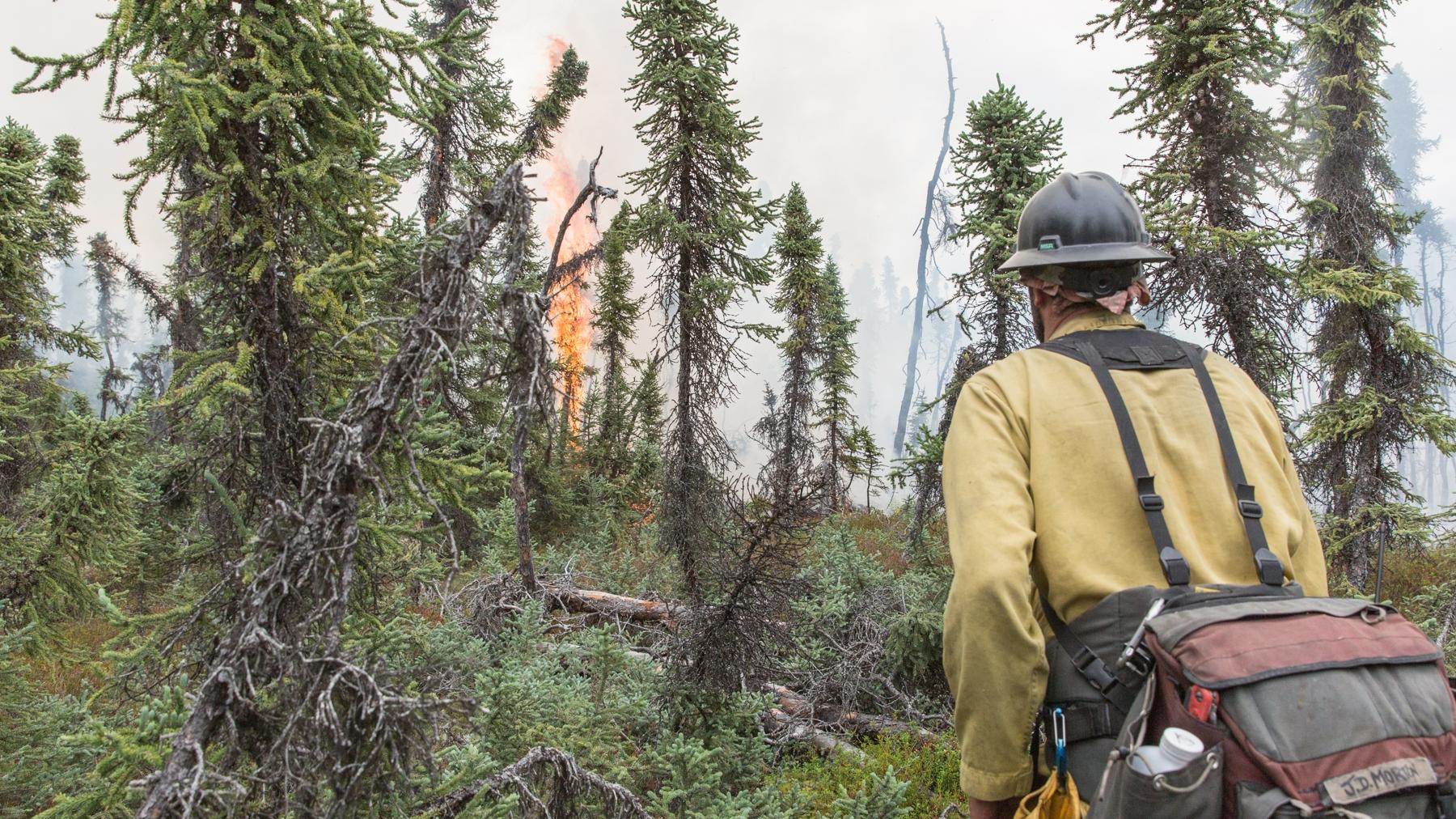 A Wildland Fire