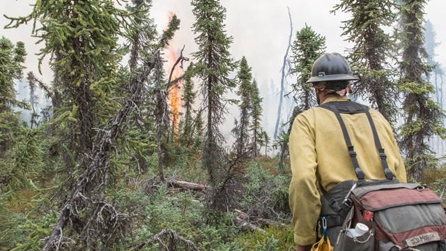 A Wildland Fire