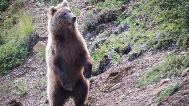 a brown bear standing up on its hind legs