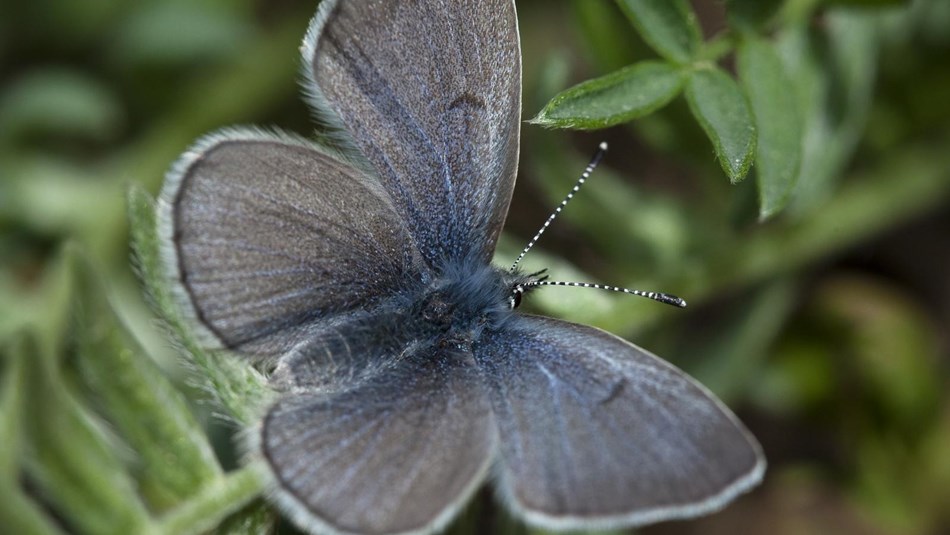 a blue moth sits on a branch