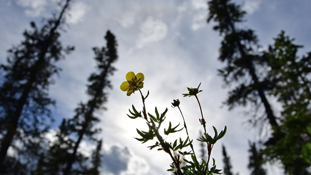 spruce trees surround a bright yellow flower