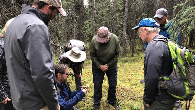 A group of adults stands in the boreal forest looking at plants on the ground.