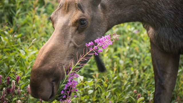 a moose grazes on pink flowers