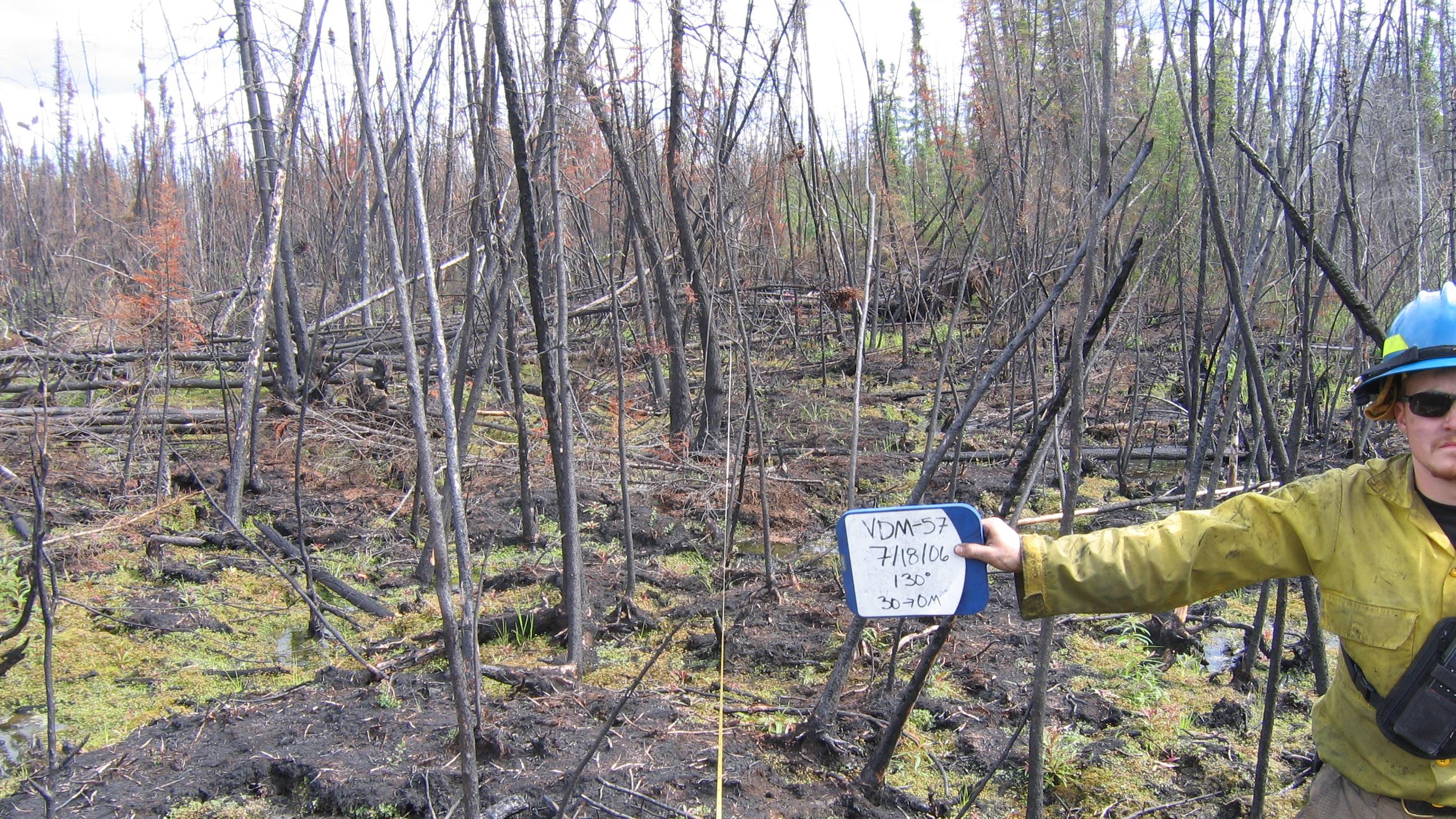A fire ecologist stands in a burned forest with a whiteboard