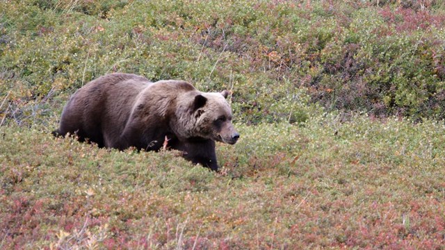 A grizzly bear walks through brushy tundra.