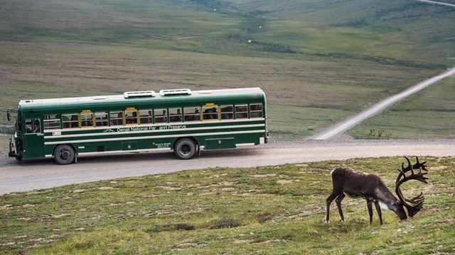 a bus of visitors watches on as a caribou grazes