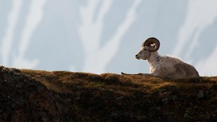 Dall sheep lies on a mountain ridgeline