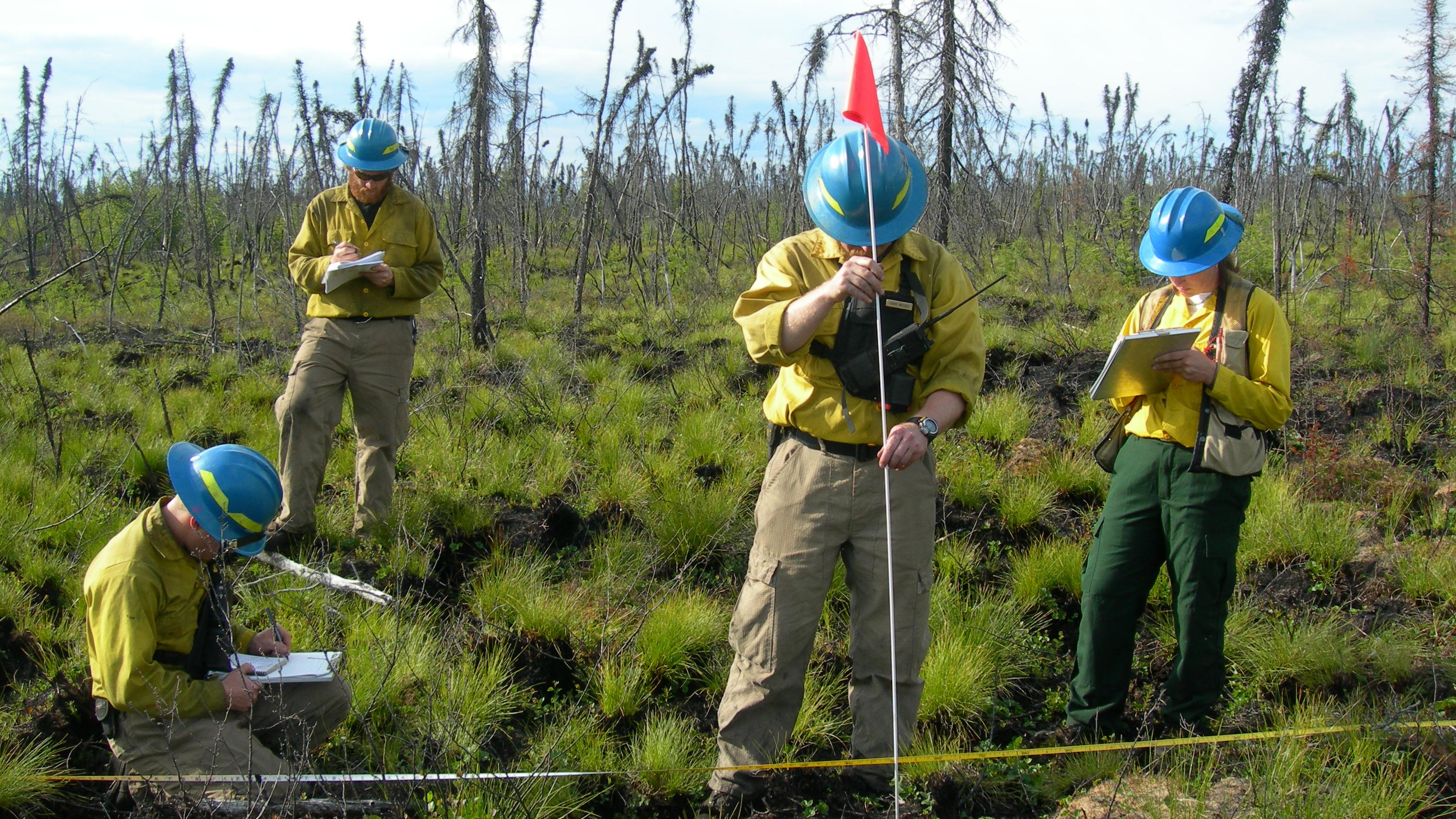 Four fire ecologists preforming a study