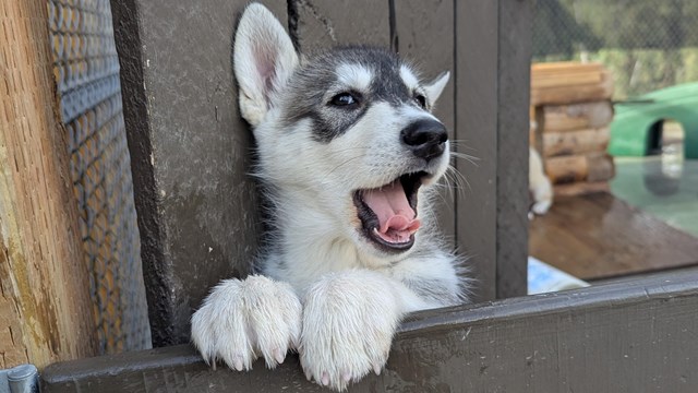 A happy gray and white puppy peeks over a wooden door with its mouth open.
