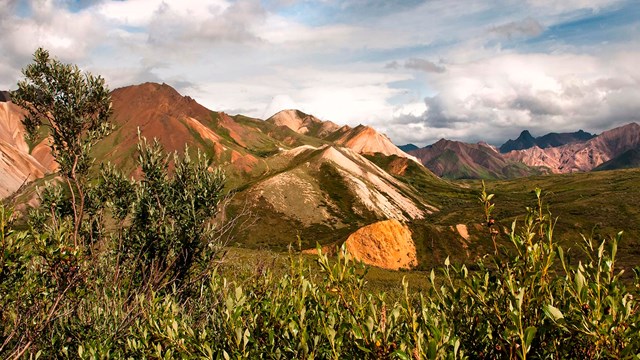 green brush looks over rocky ridges on a sunny day