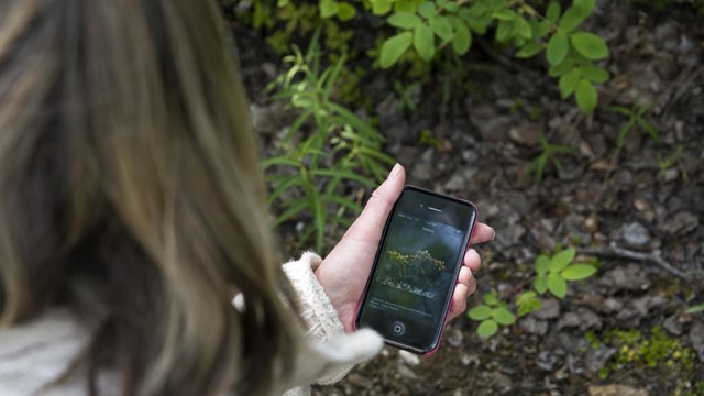 a person uses a cell phone app to identify a flower