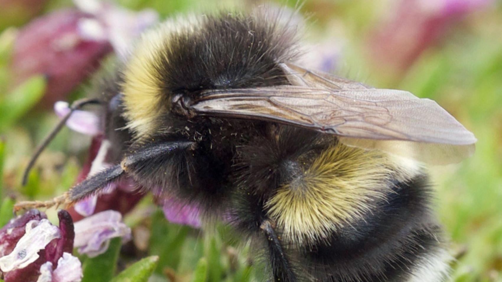 An illustration of a bee with bands of black, yellow, and orange.
