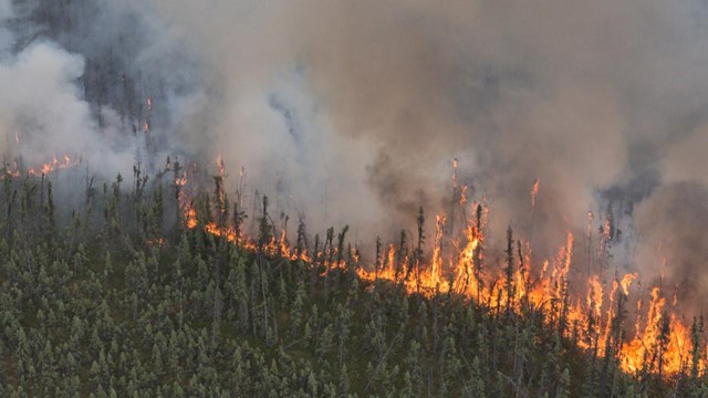 Fire burns through a spruce forest as smoke fills the air