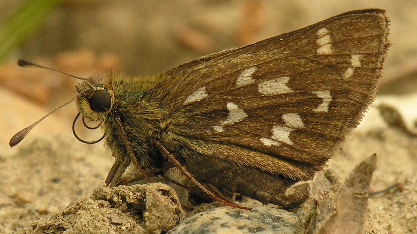 butterfly on sandy ground