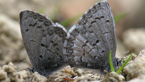 two butterflies on the ground