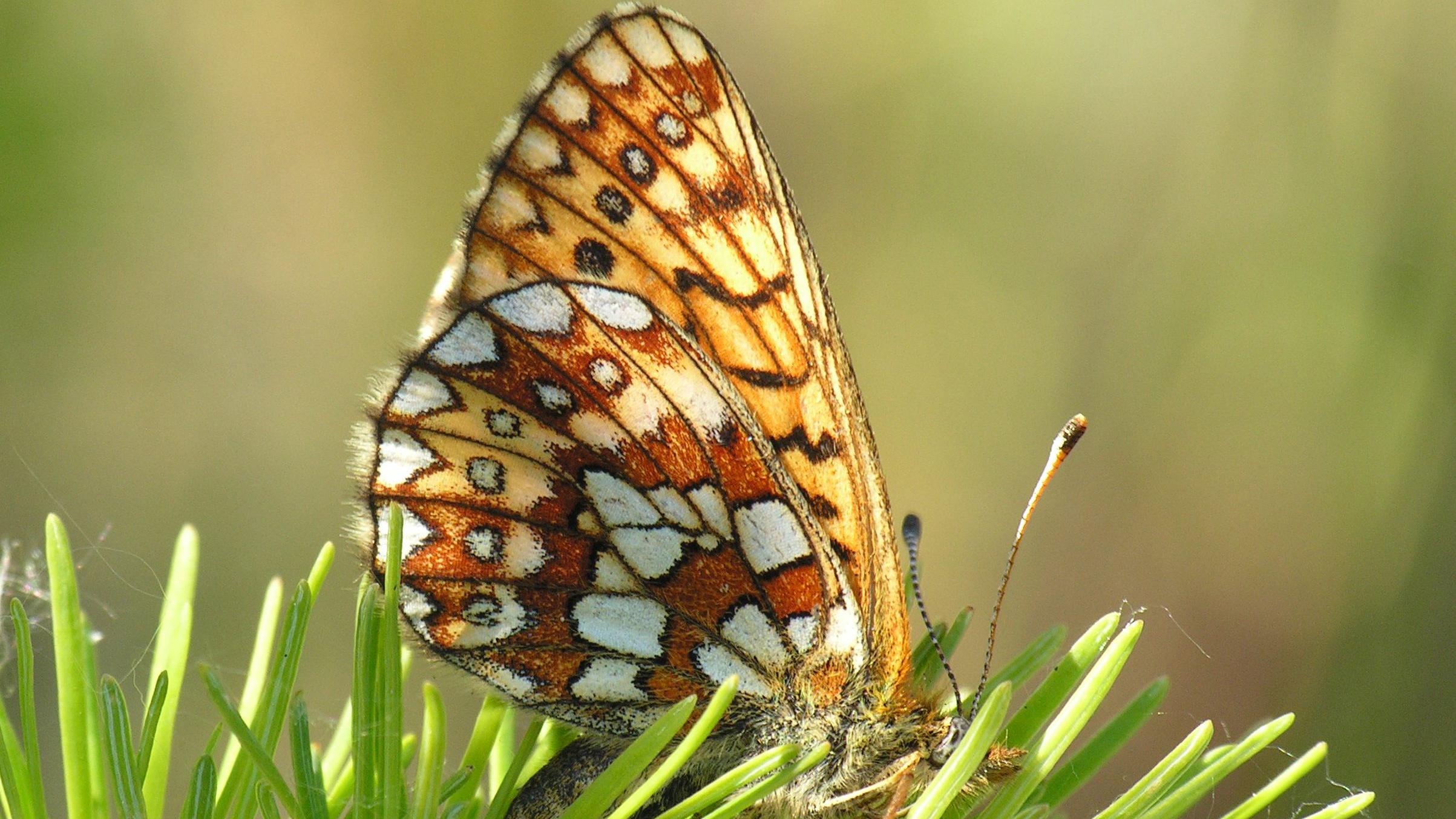 butterfly on plant
