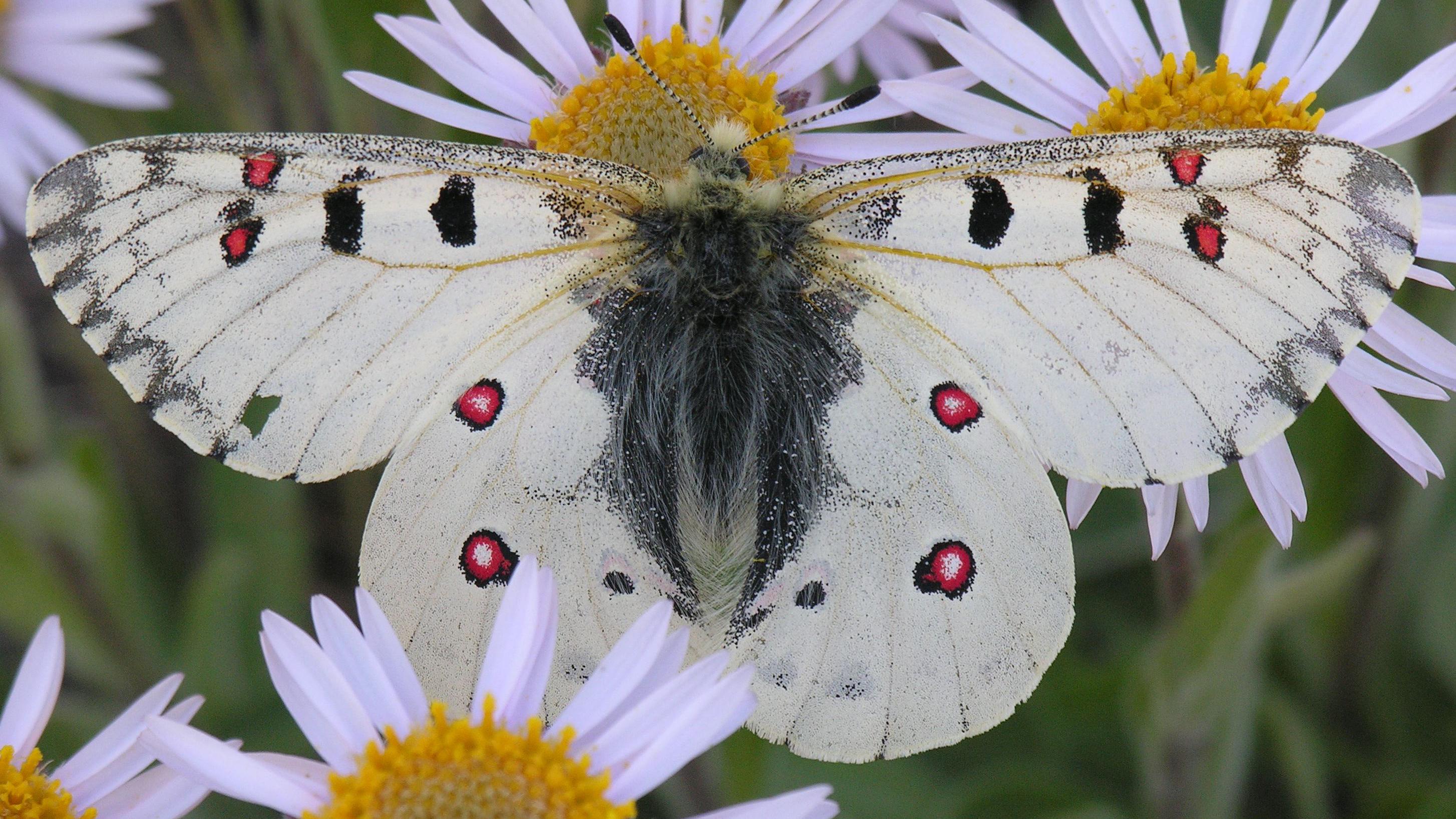 butterfly on flowers