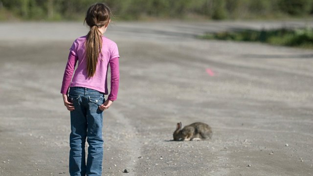 a girl stands to watch a snowshoe hare from an appropriate distance