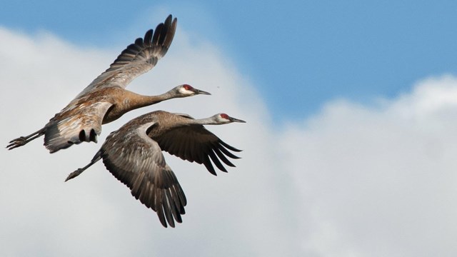 two sandhill cranes fly together