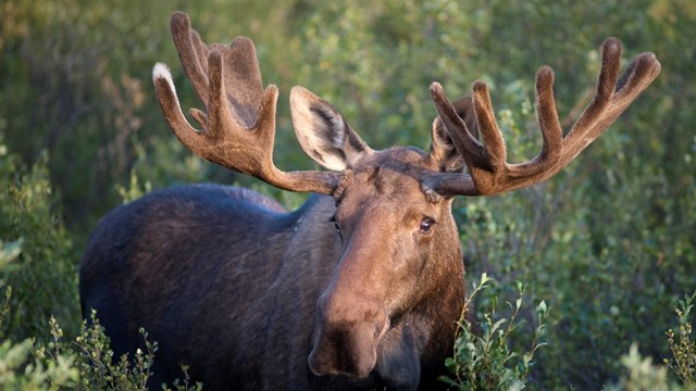 A bull moose with large antlers stands surrounded by green brush.