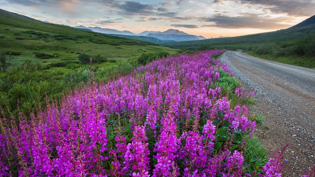 Bright pink fireweed blooms at the base of a shrubby hillside next to a gravel road.