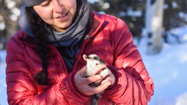 Woman holds gray bird in her hands