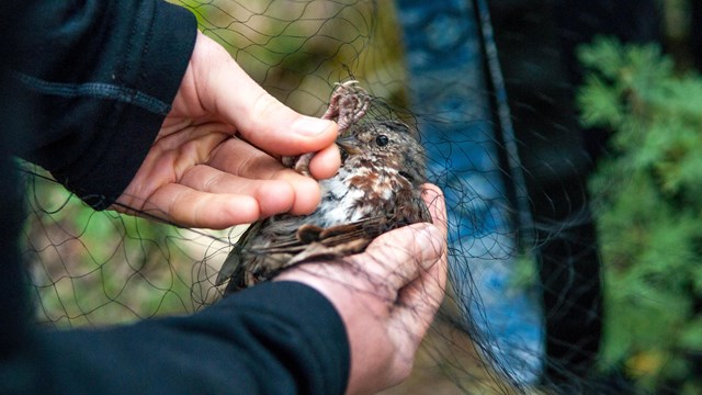 Researcher holds bird trapped in net