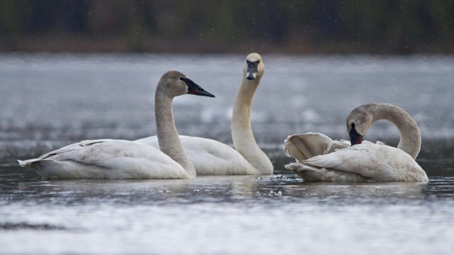 Three large white birds swim on a lake