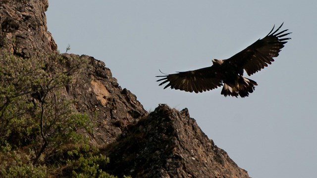 Large bird flies with cliffs in background
