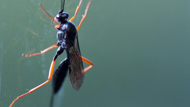 an insect on a spider web