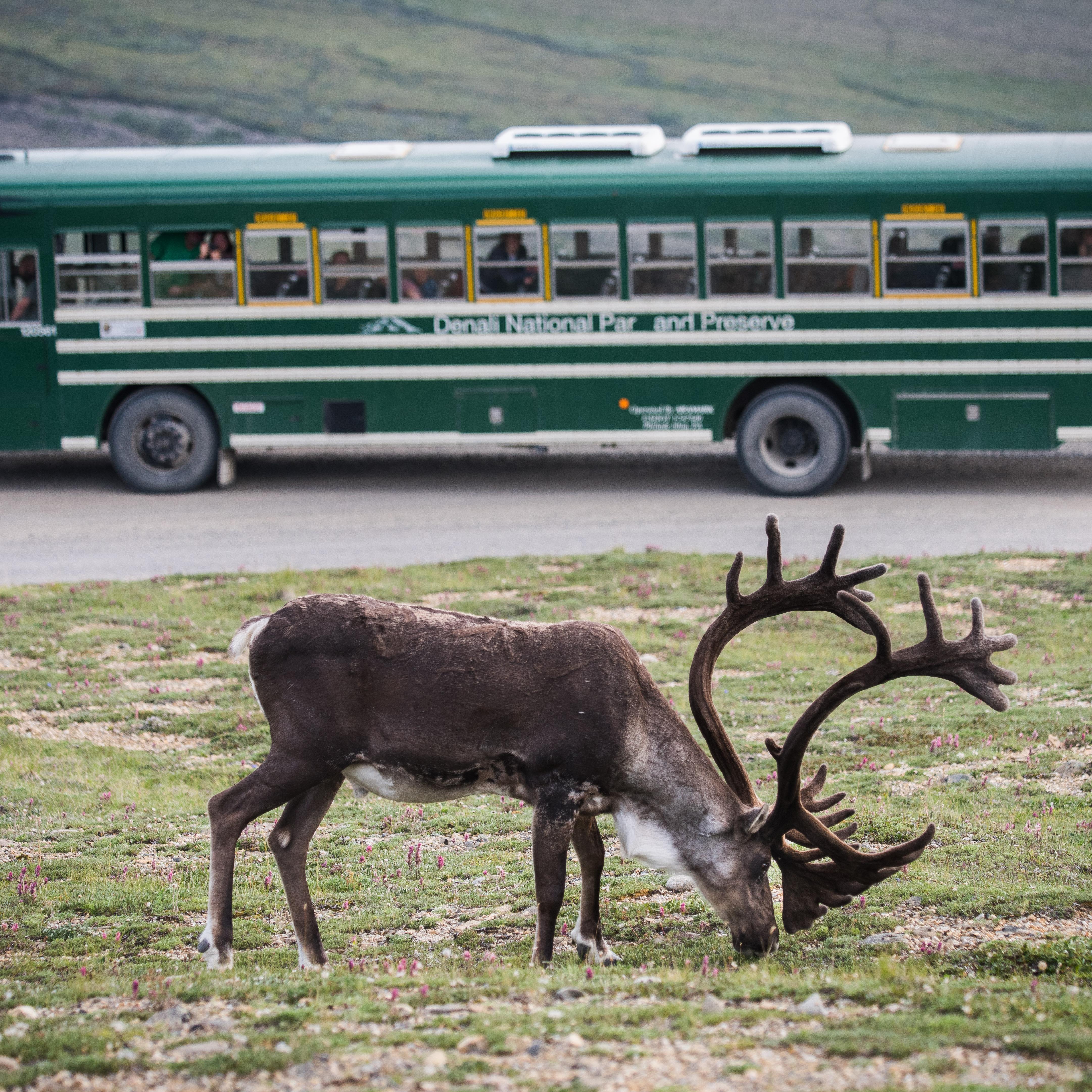 A caribou with large antlers grazes on vegetation next to a green bus on a gravel road.
