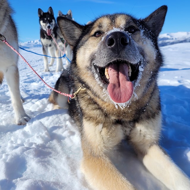 one happy alaskan husky in the snow