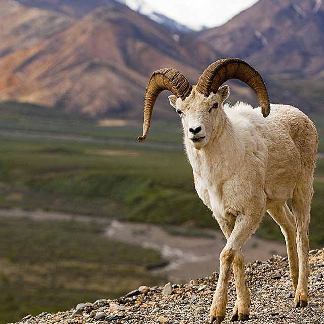 a dall sheep stands on a rocky hillside