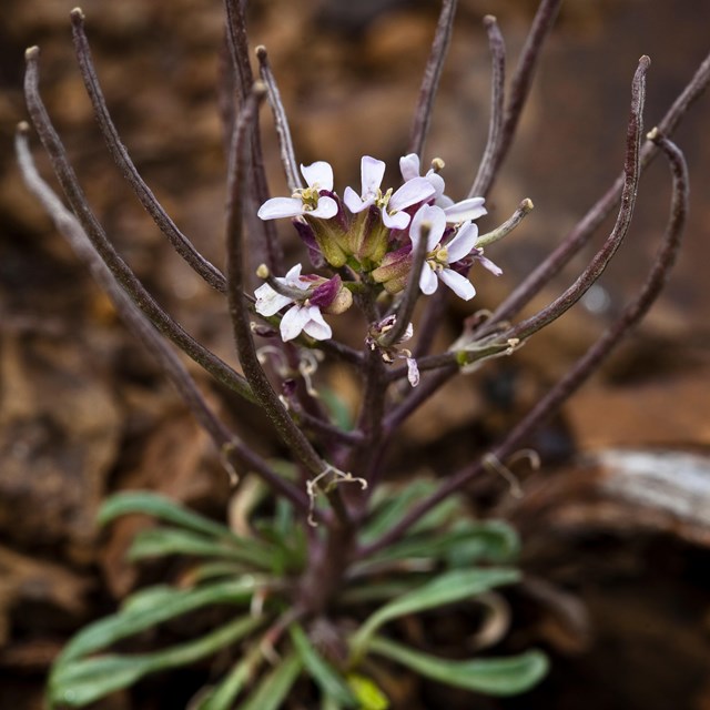 A plant with long, lance-shaped leaves and small purple and white flowers.