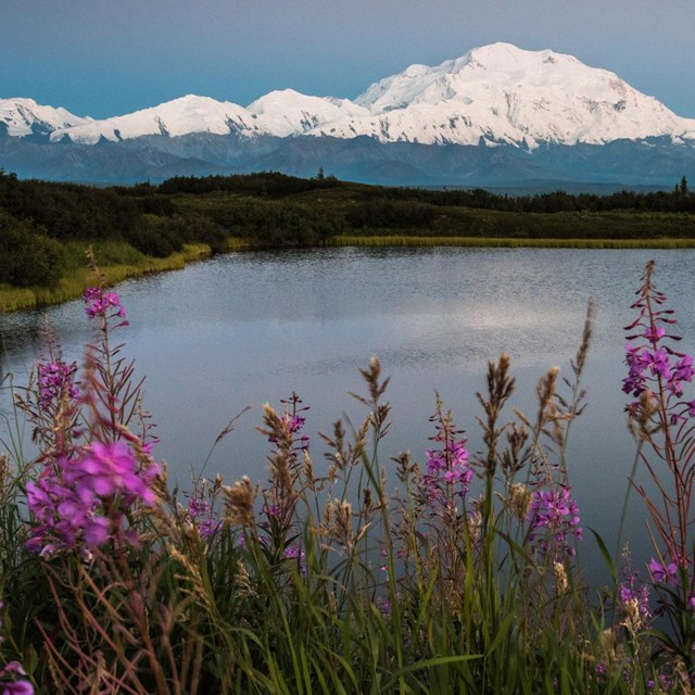 snow covered Denali stands tall over a lake