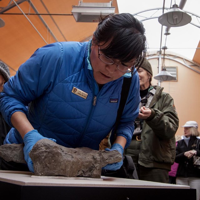 a woman places a dinosaur track in a museum exhibit