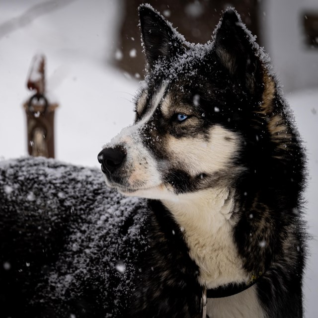 A black, brown, and white sled dog stands in the snow as fresh snowflakes fall on its fur.