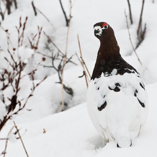 a mostly white bird hides in the snow