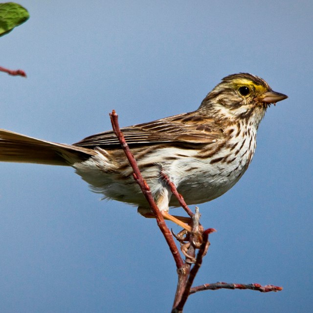 Small brown bird sits on a branch