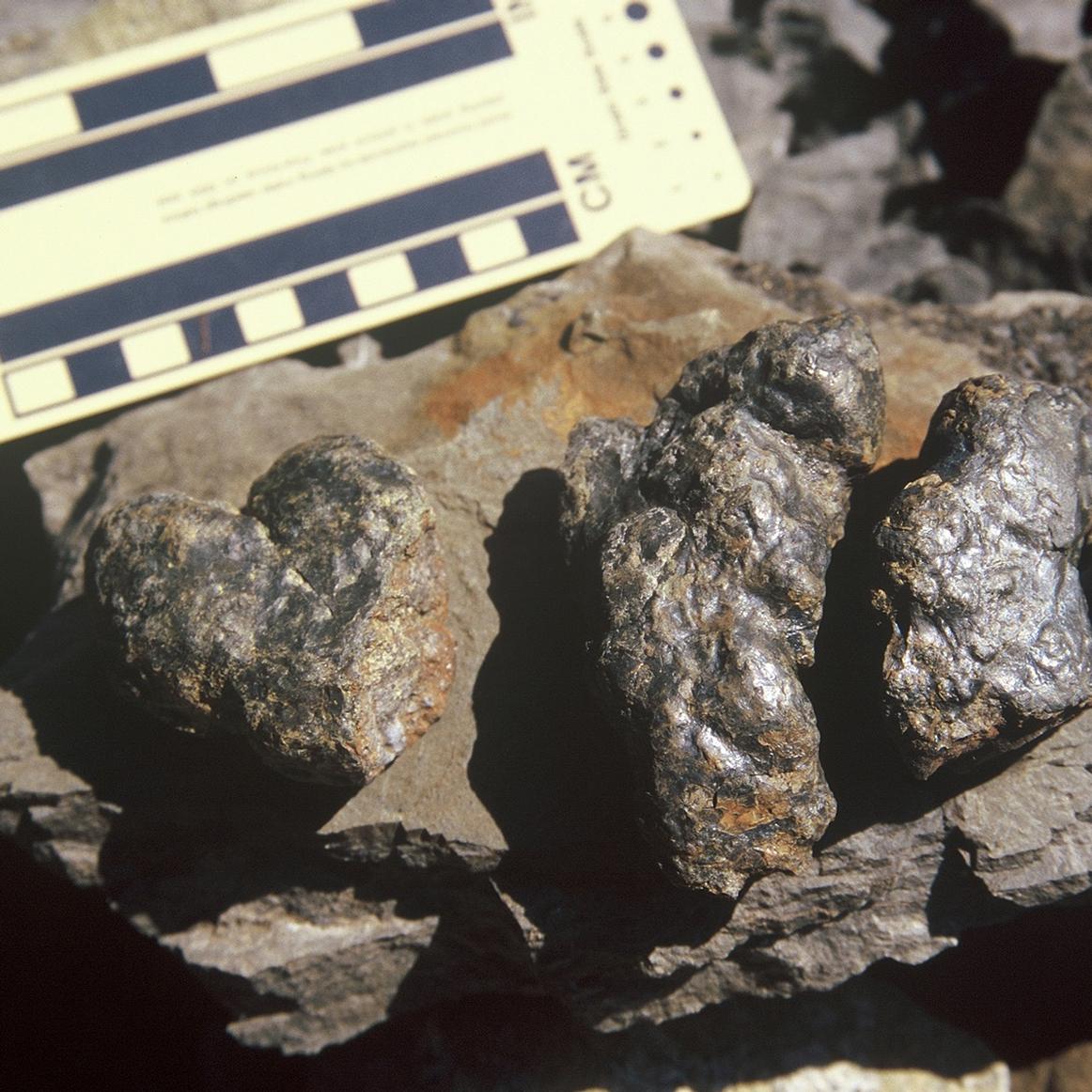 a close up of fossilized dinosaur dung