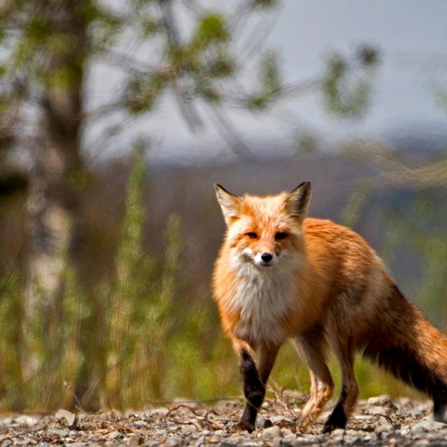 a fox looks into the camera