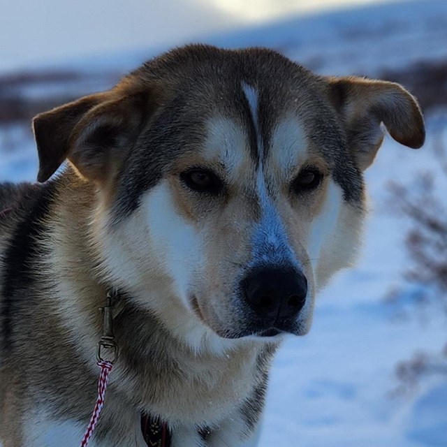 Dog sits in front of mountain