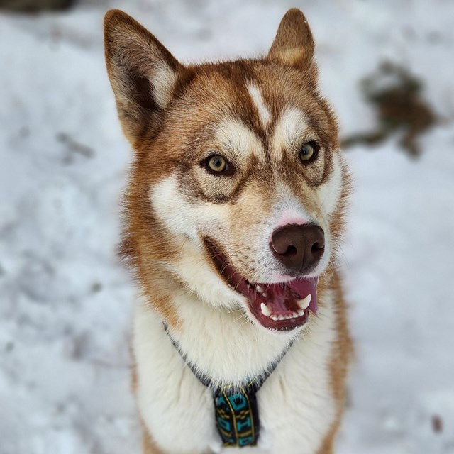 Orange dog smiling