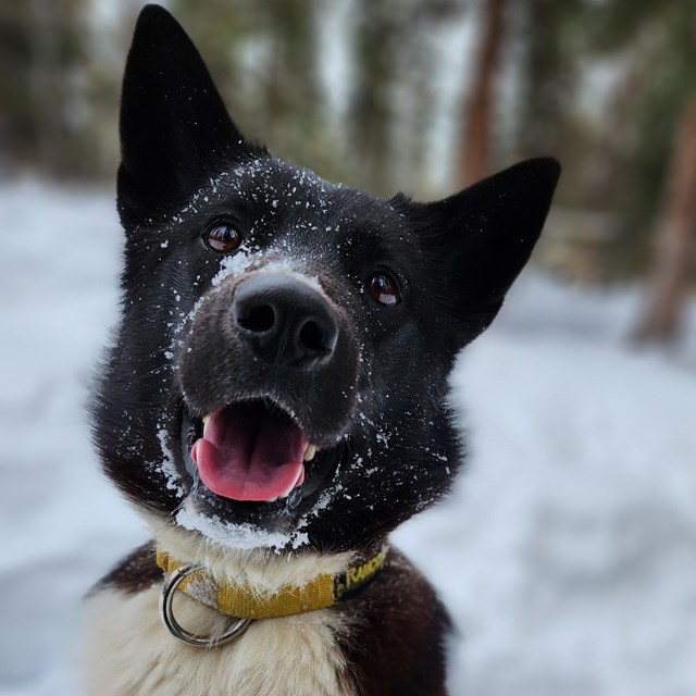 Black dog sits in the snow