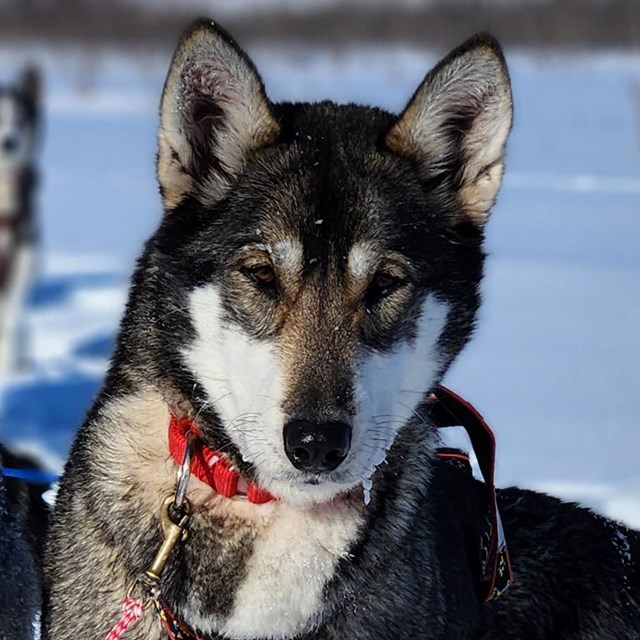 Grey dog stares at camera