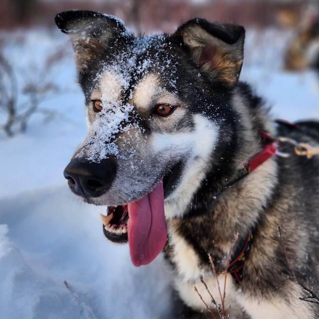 Tan dog lays in the snow with snow on its face