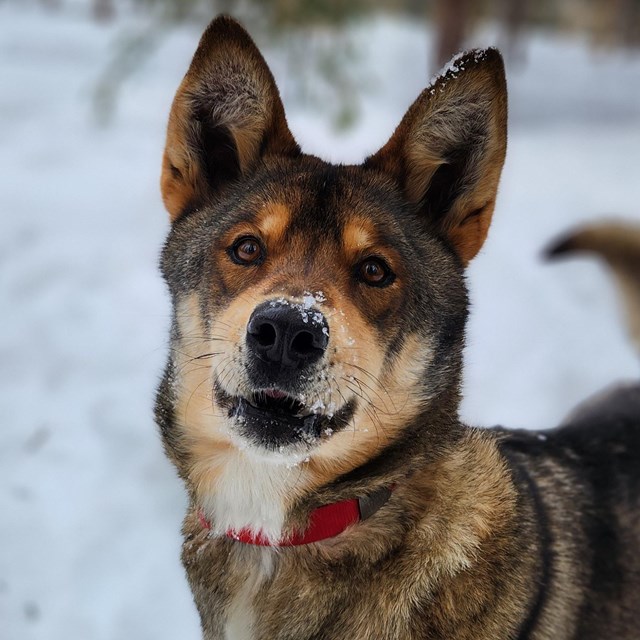 Brown dog cheekily looks at camera